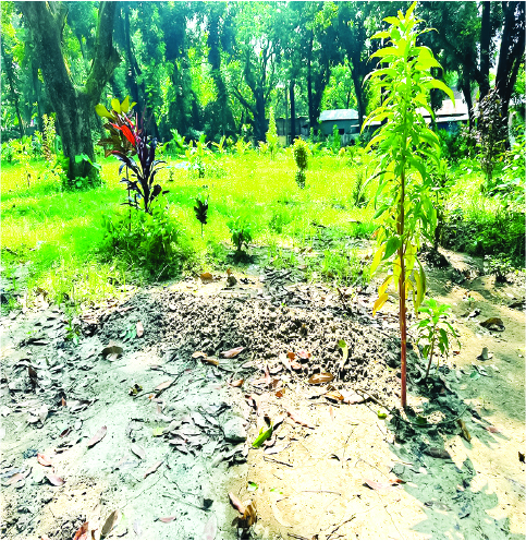 Image of মো. শরিফুল ইসলাম মোহন